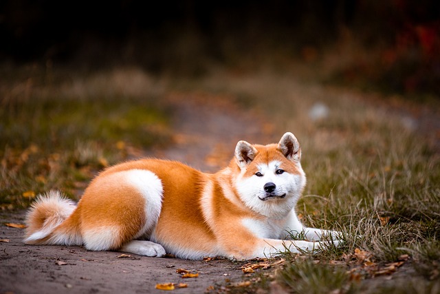 Krásná akita inu